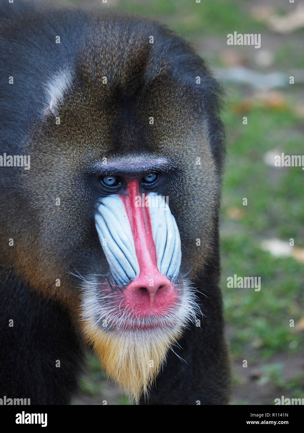 Portrait of alpha male mandril ape colourful face in the zoo in Rhenen, the Netherlands Stock Photo