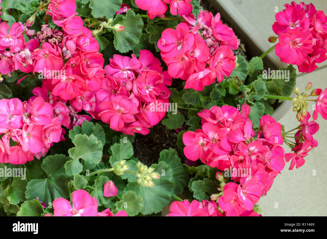 Plant Pelargonuim, in a plastic pot, on the balcony. Pink pelargonium, top view Stock Photo