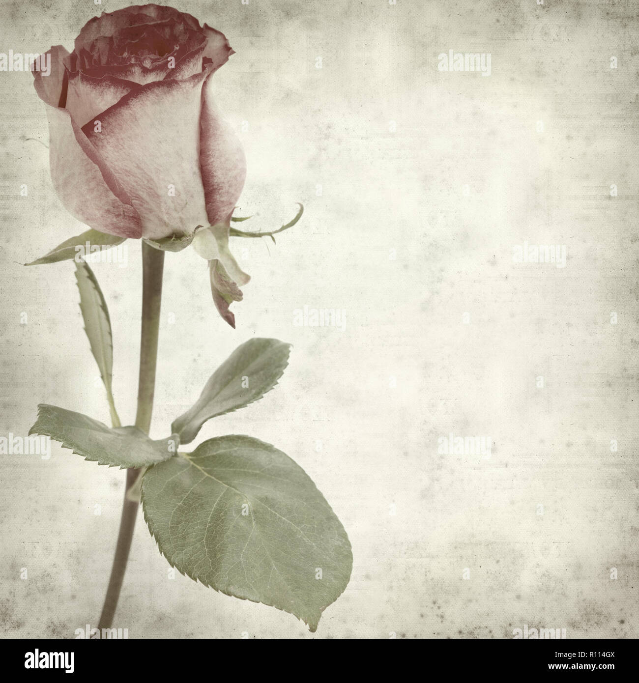 Rusty Paper Roses Backround textured old paper background with pink rose Stock Photo - Alamy