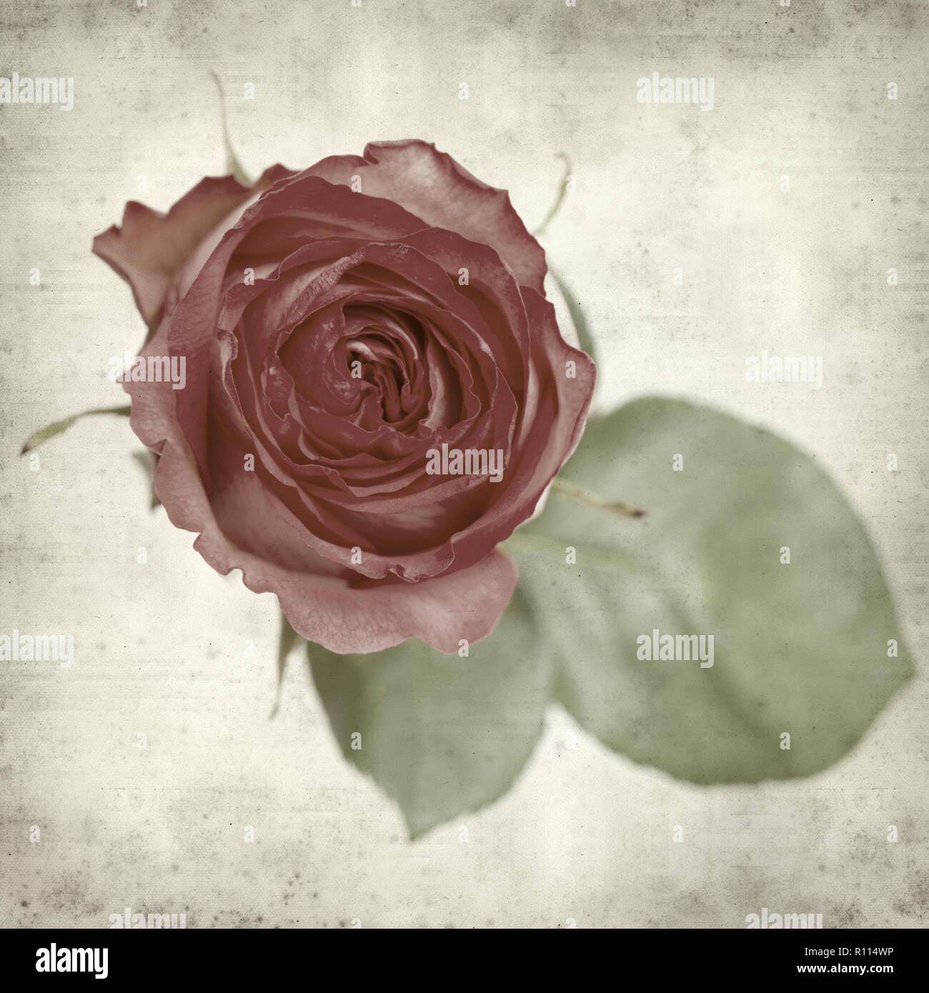 Rusty Paper Roses Backround textured old paper background with pink rose Stock Photo - Alamy
