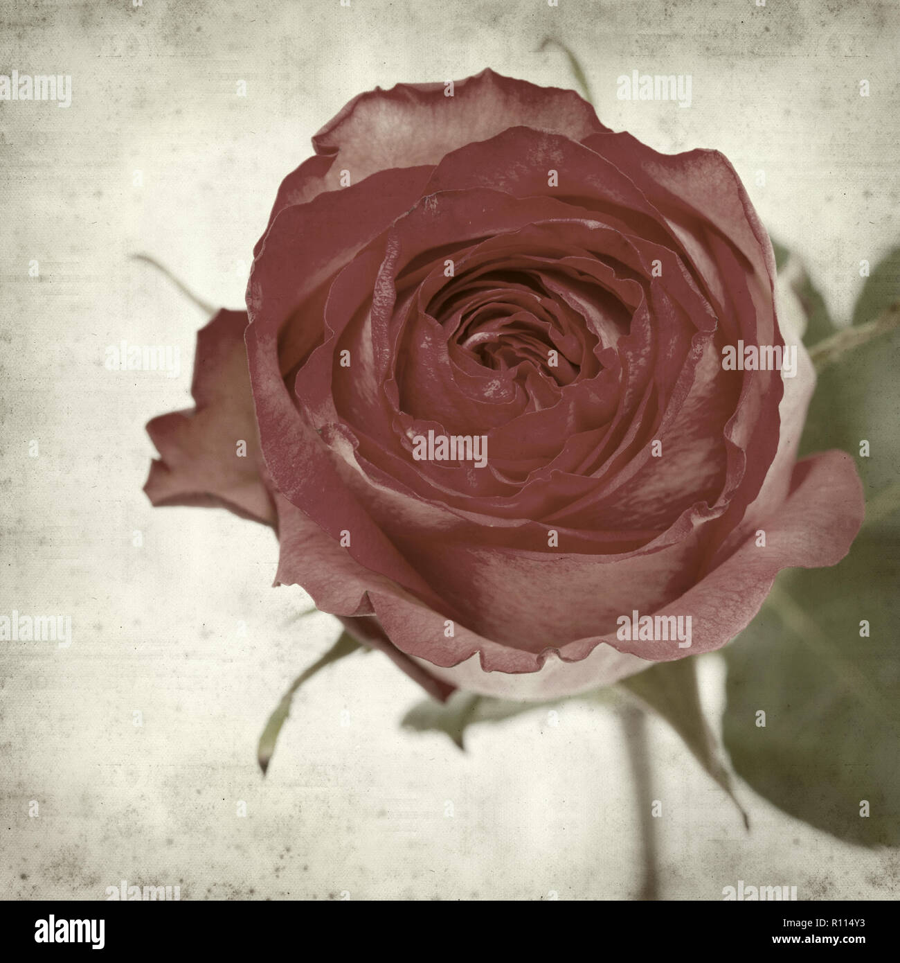 Rusty Paper Roses Backround textured old paper background with pink rose Stock Photo - Alamy