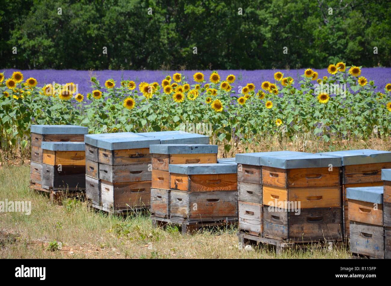 Trees Bees Insects Stock Photos & Trees Bees Insects Stock Images - Alamy