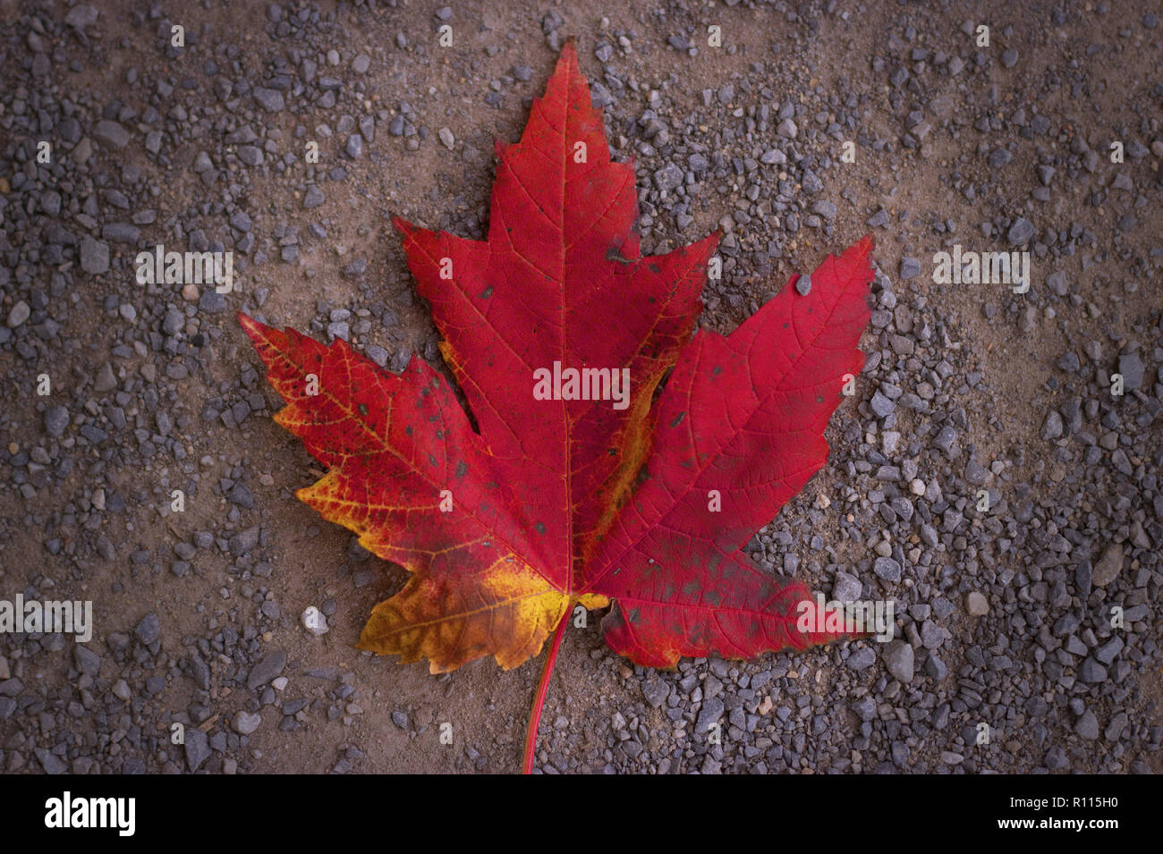 Blood leaf hires stock photography and images Alamy