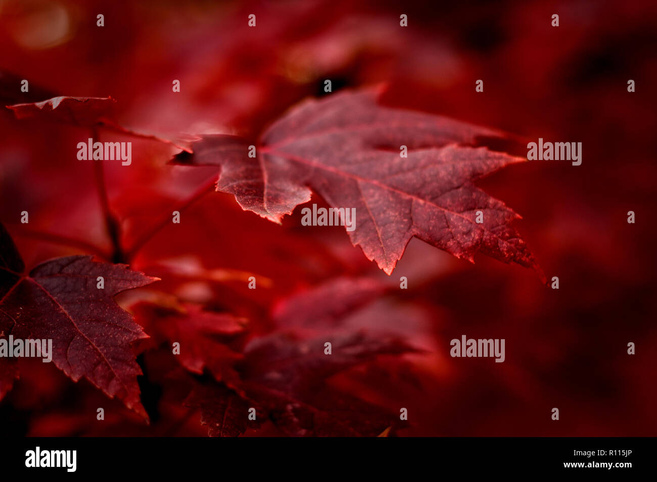 Blood and leaf hires stock photography and images Alamy