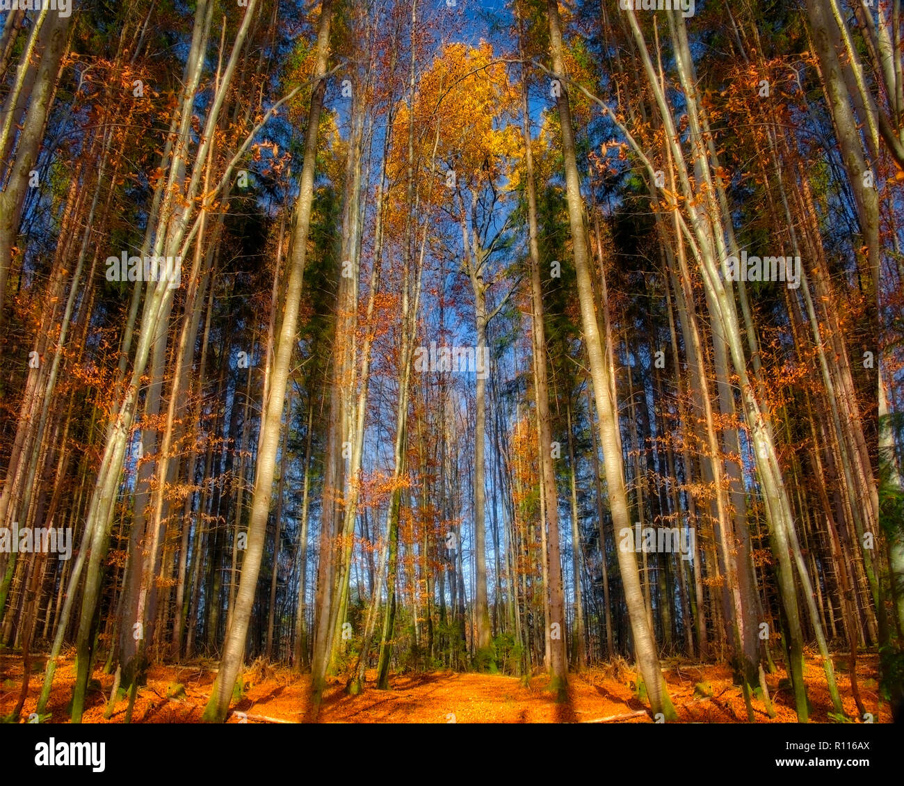 NATURE CONCEPT: Autumnal forest scene (HDR-image) Stock Photo