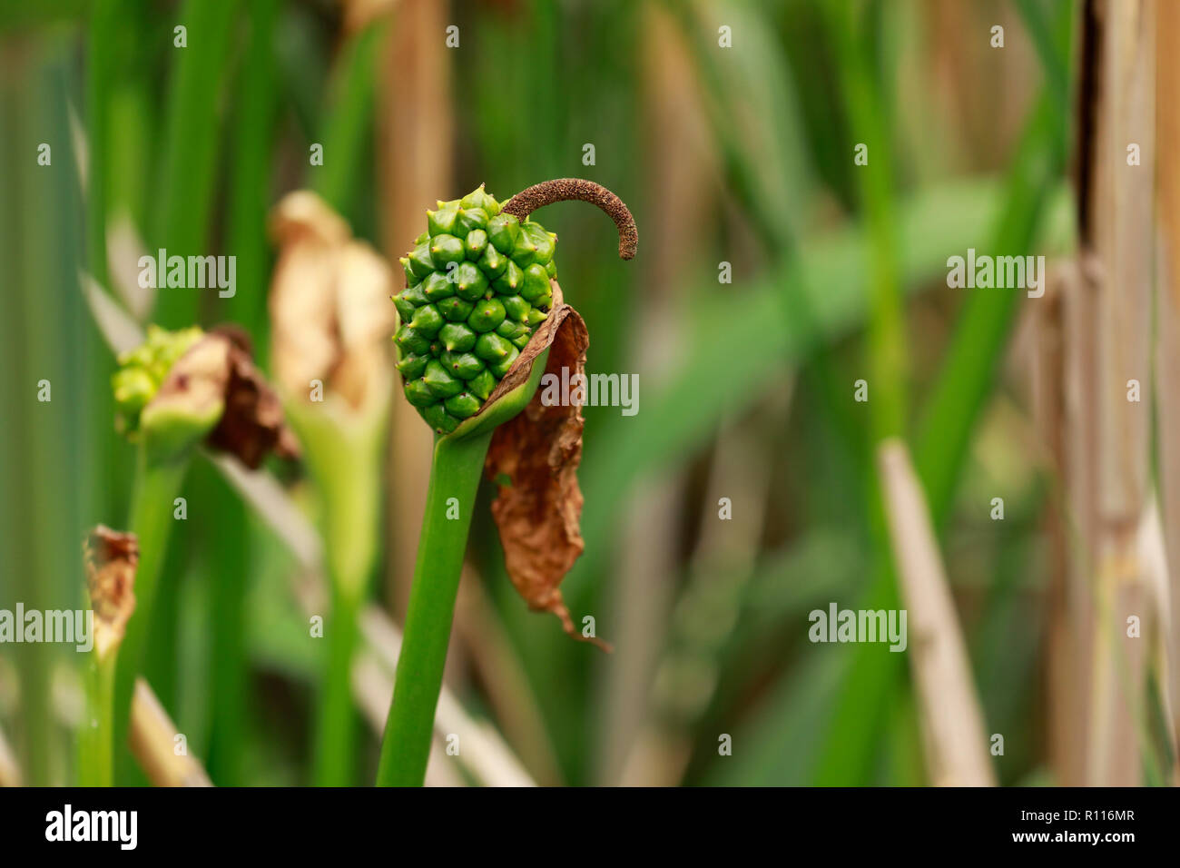 Arum lily seed pod.(Zantedeschia aethiopica Stock Photo Alamy