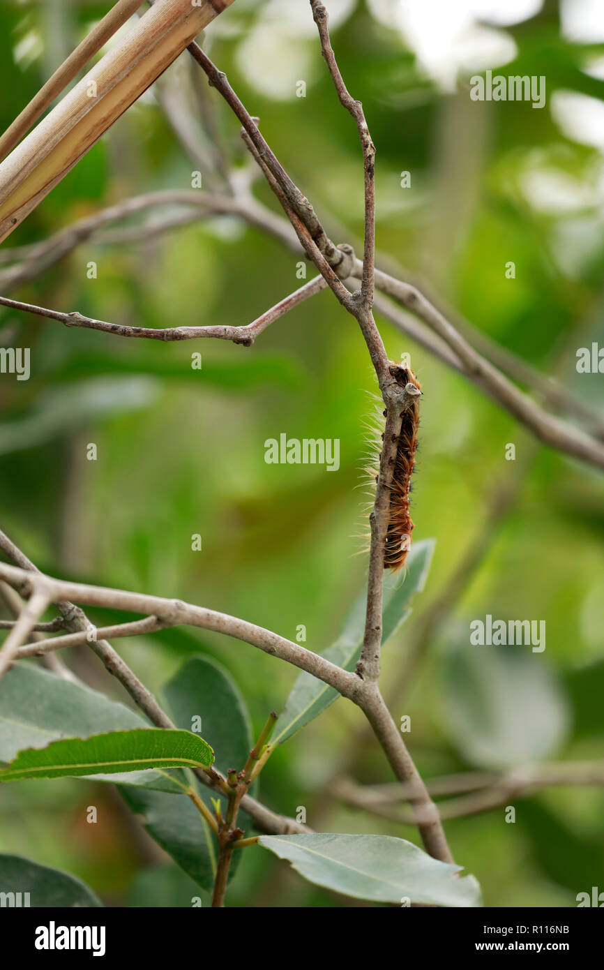A hairy caterpillar on a branch , Intaka Island, Cape Town, South Africa. Stock Photo
