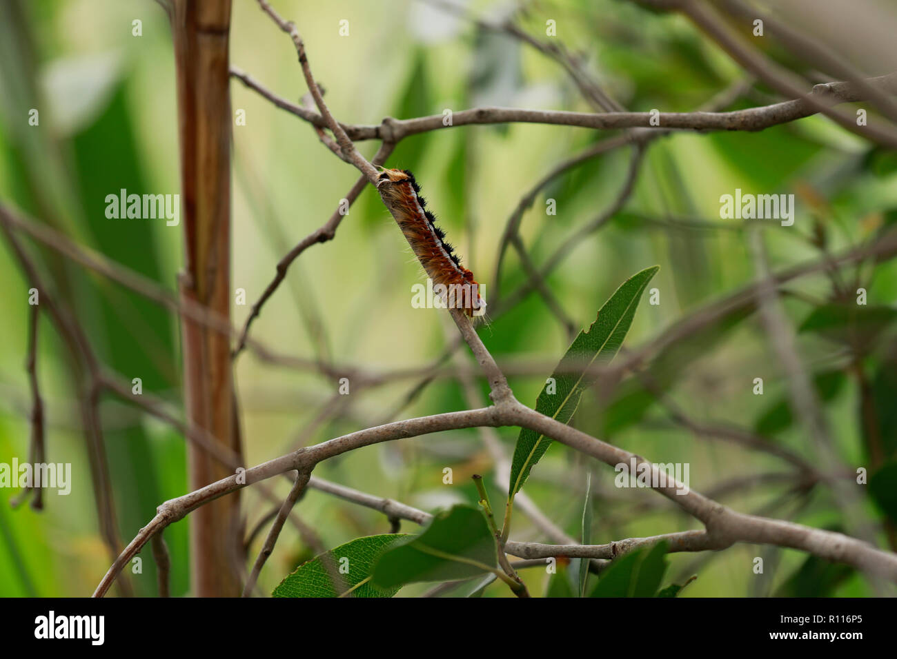 A hairy caterpillar on a branch , Intaka Island, Cape Town, South Africa Stock Photo Alamy