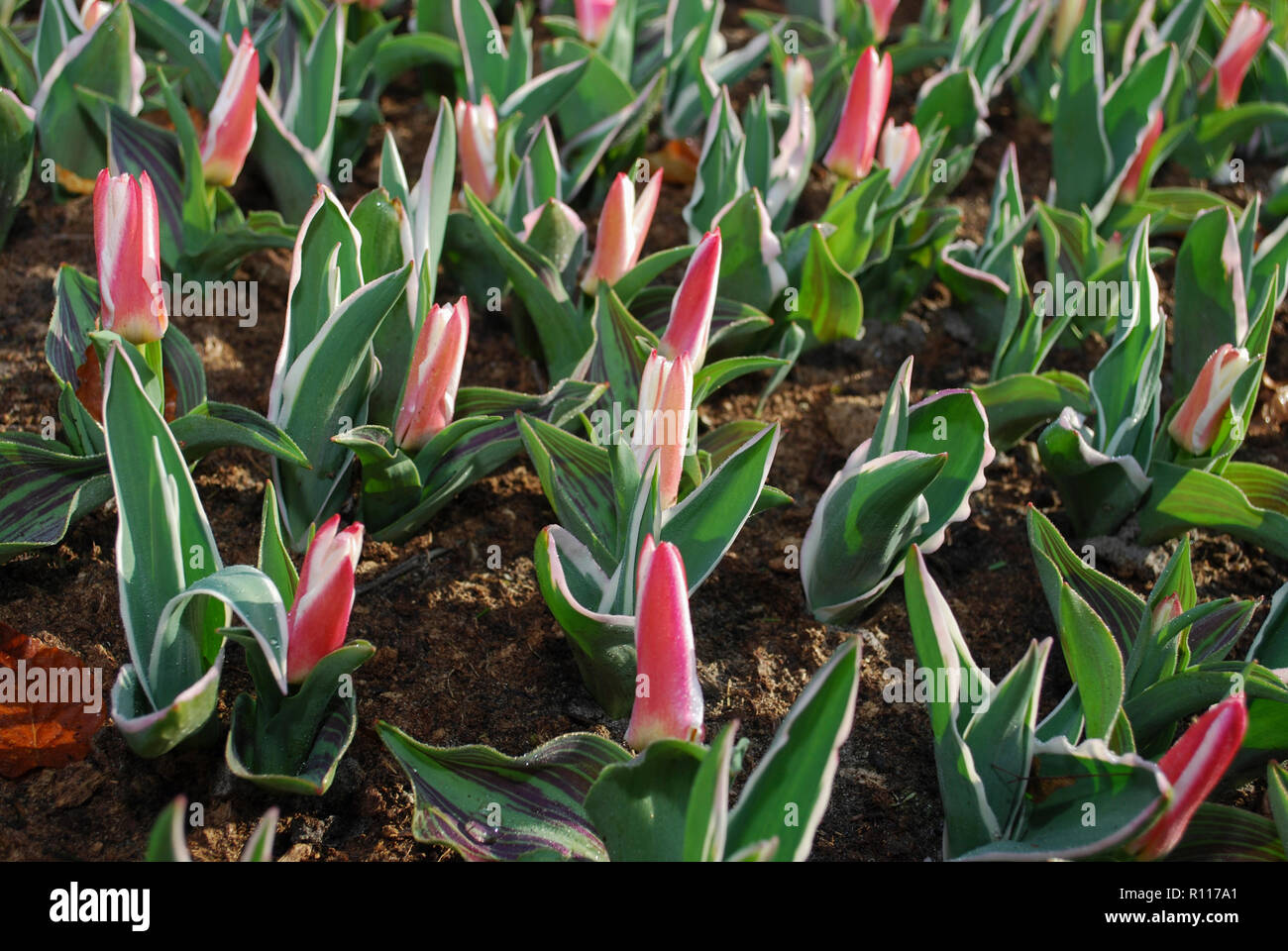 Tulipa Kaufmanniana Heart’s Delight grown in the park.  Spring time in Netherlands. Stock Photo