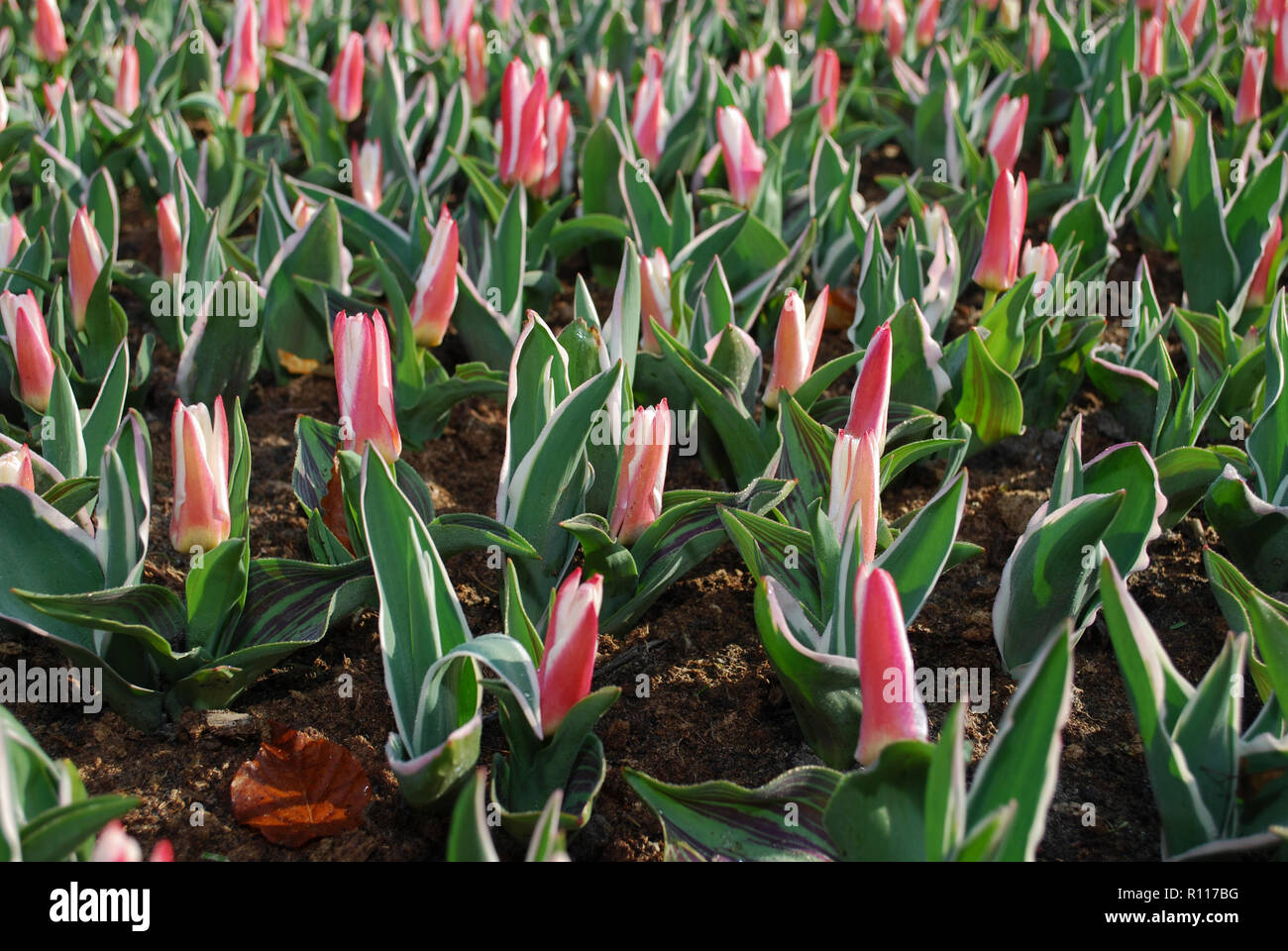 Tulipa Kaufmanniana Heart’s Delight grown in the park.  Spring time in Netherlands. Stock Photo