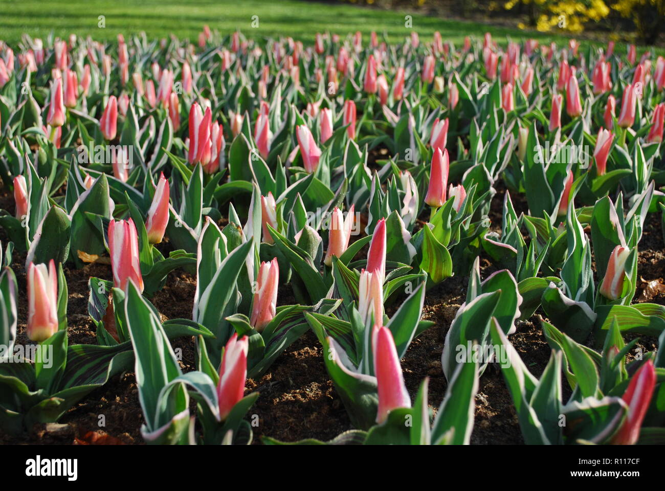 Tulipa Kaufmanniana Heart’s Delight grown in the park.  Spring time in Netherlands. Stock Photo