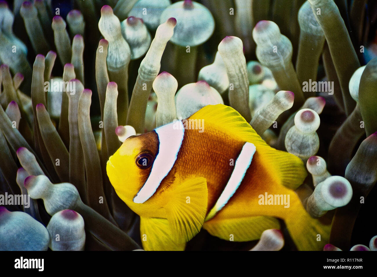 A clownfish (Amphiprion bicinctus: 6 cms.) sheltering in its host anemone (Entacmaea quadricolor). Clownfish have symbiotic relationships with anemones, which they protect from predatory attack in exchange for a place of refuge. They are doughty defenders of their habitats and will sometimes even attempt to chase away approaching divers! If they feel threatened, they hide amongst the anemone's many tentacles, to the stinging nematocysts of which they are immune. Various species of clownfish are commonly encountered on coral reefs, where they feed mainly on copepods and algae. Egyptian Red Sea. Stock Photo