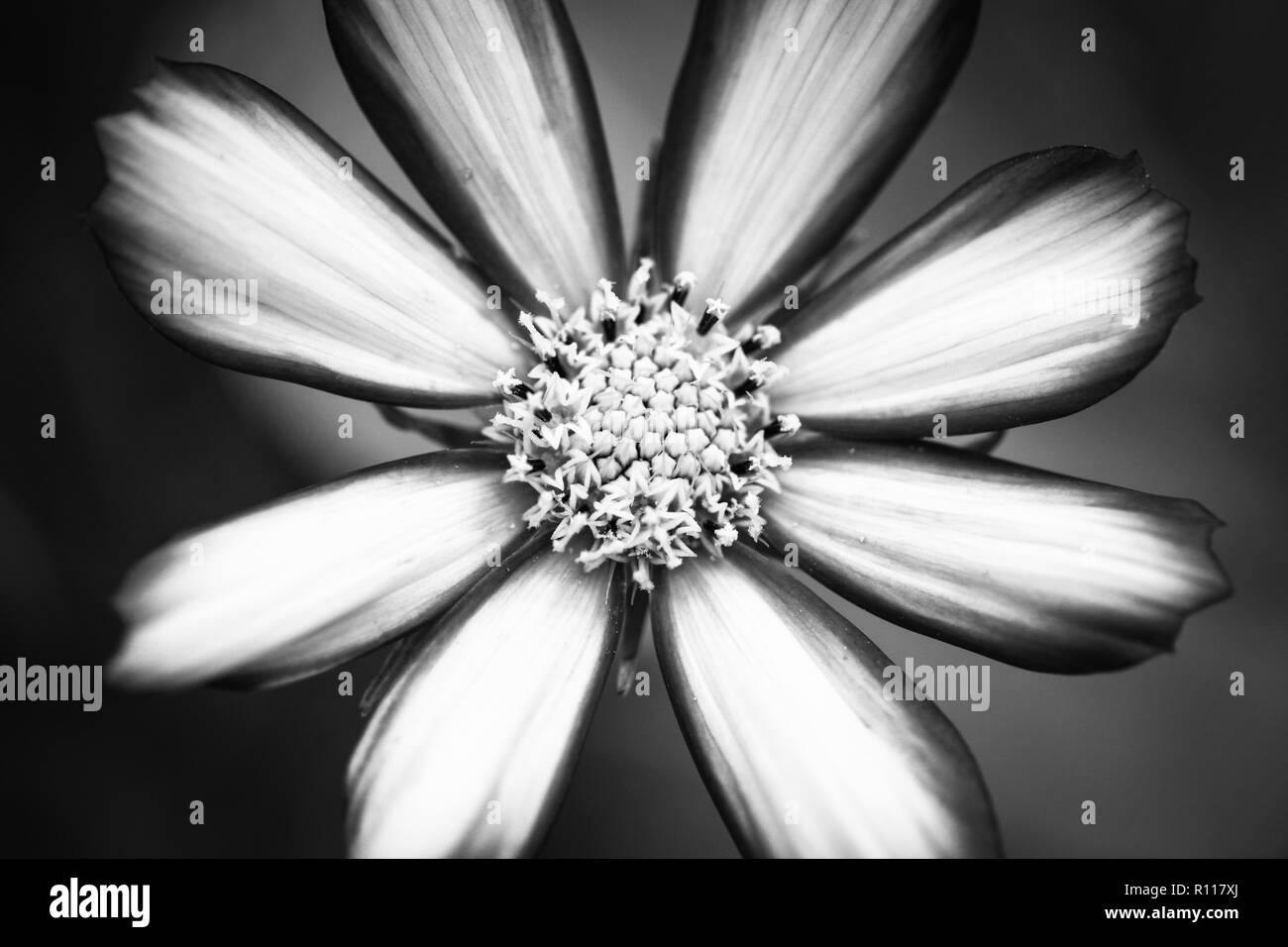 Emphasizing decoration Black and White Stock Photos & Images - Alamy