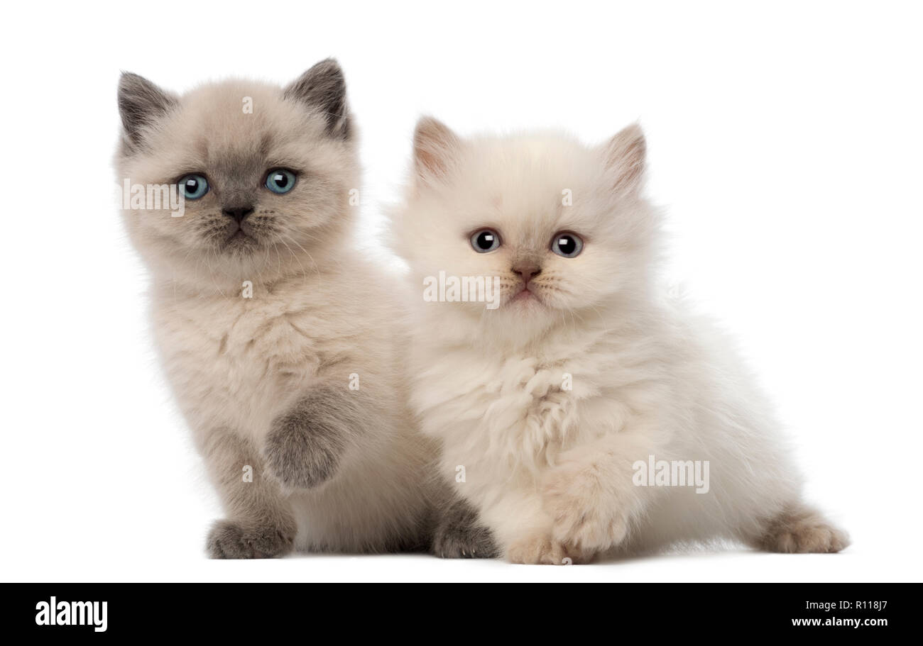 Portrait Of British Shorthair Kitten Sitting 9 Weeks Old 5 Weeks