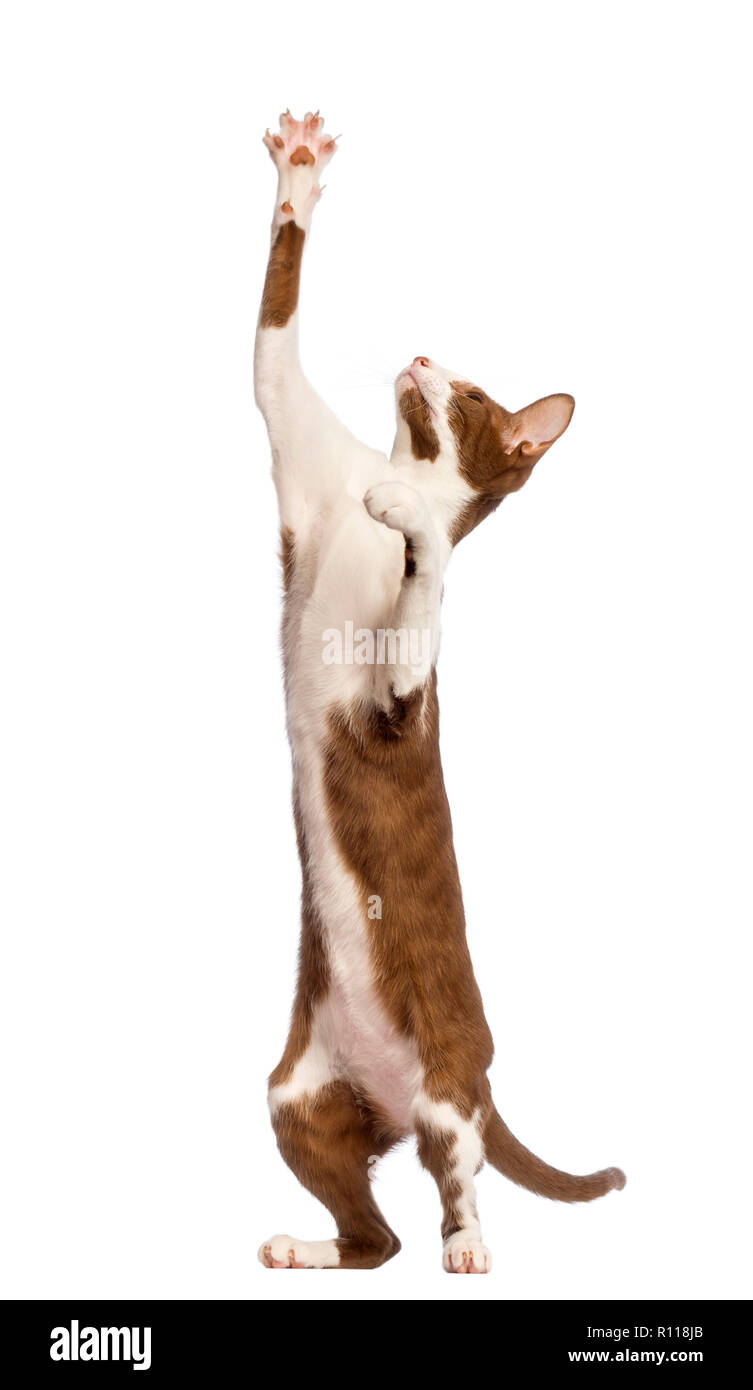 Oriental Shorthair standing on hind legs and reaching against white background Stock Photo