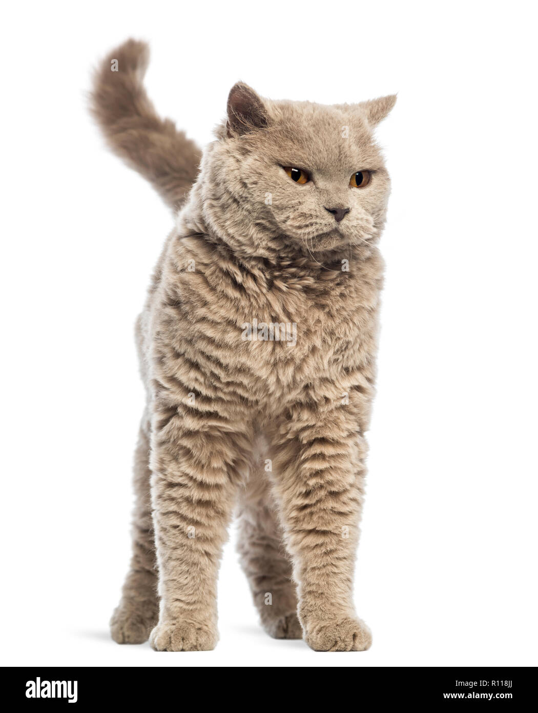 Selkirk Rex against white background Stock Photo - Alamy