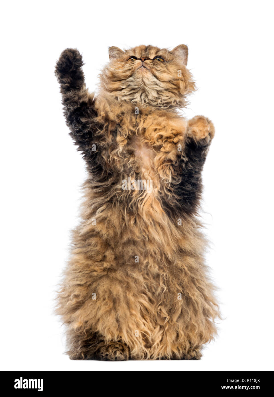 Selkirk Rex, 5 months old, standing on hind legs and reaching against white background Stock Photo