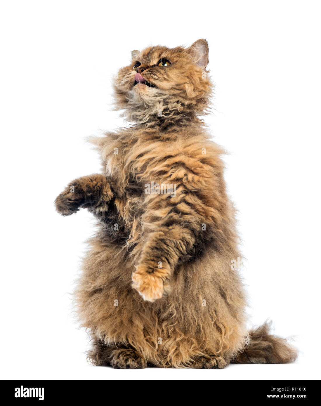 Selkirk Rex, 5 months old, standing on hind legs and reaching, licking against white background Stock Photo