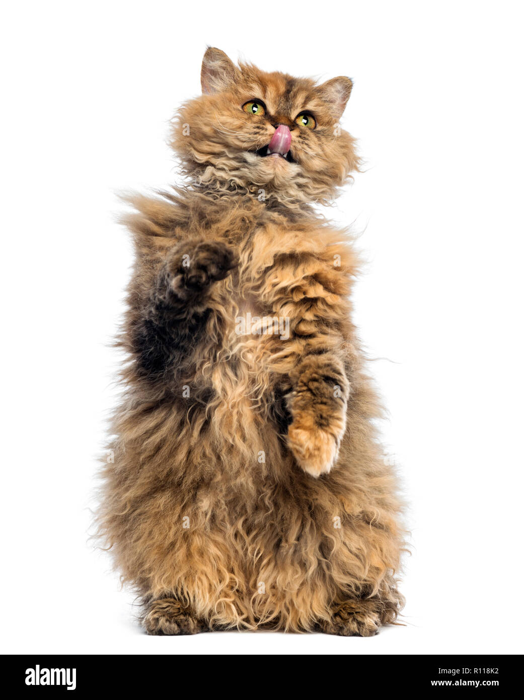 Selkirk Rex, 5 months old, standing on hind legs and reaching, licking against white background Stock Photo