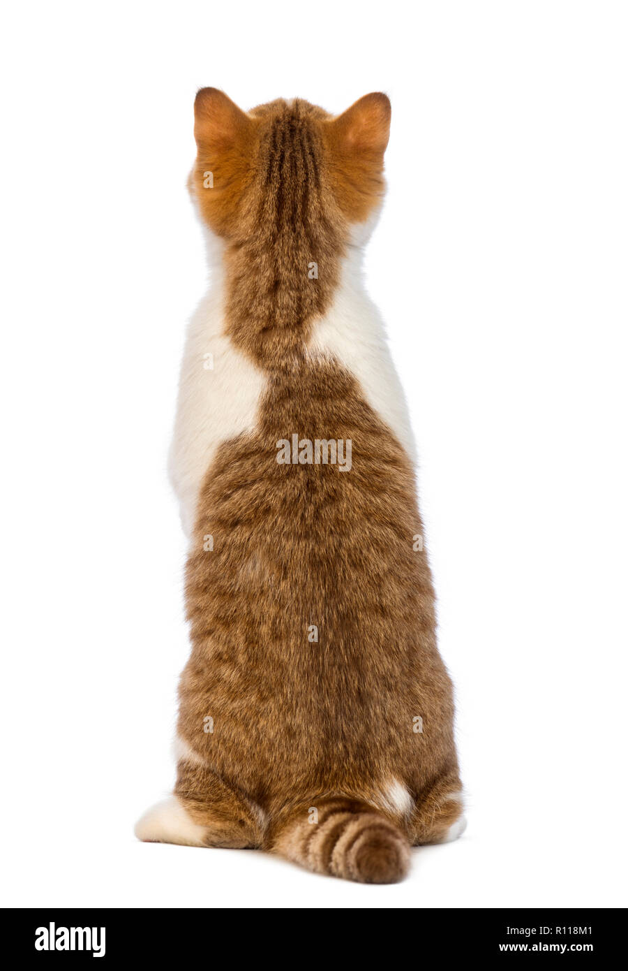 Rear view of a British Shorthair kitten, 3.5 months old, standing on hind legs and looking up in front of white background Stock Photo