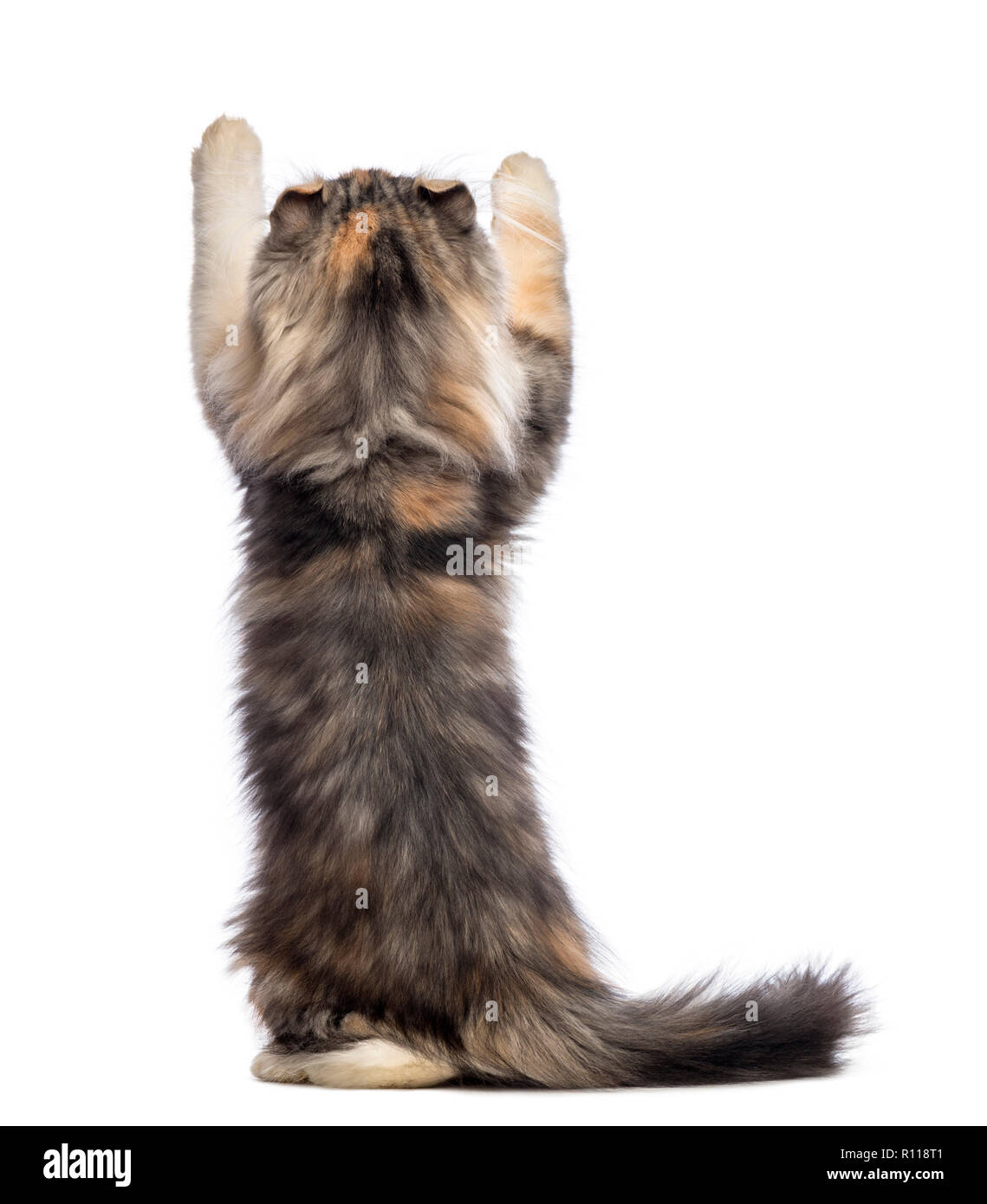 Rear view of an American Curl kitten, 3 months old, standing on hind legs and reaching in front of white background Stock Photo