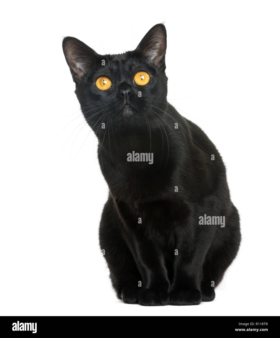 Bombay cat sitting and looking up, isolated on white Stock Photo Alamy