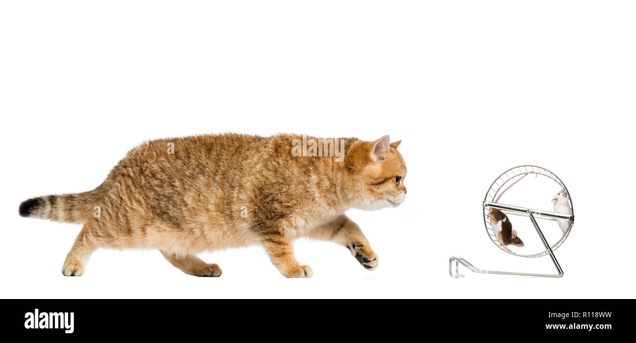 cat and mice Stock Photo Alamy