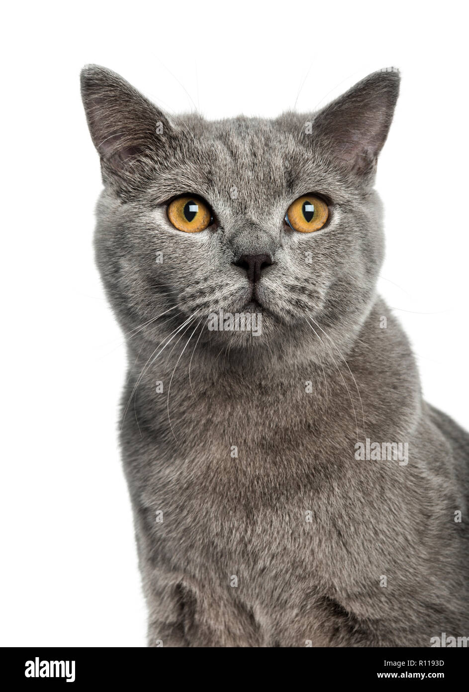 6 month old british shorthair