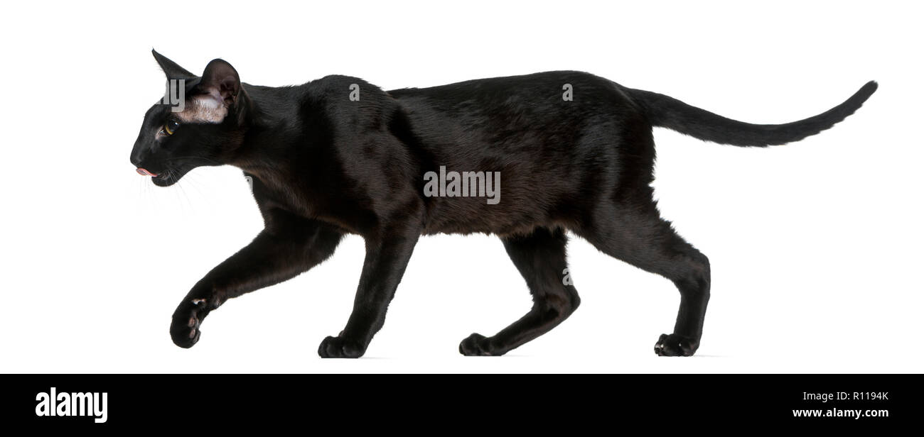 Black Oriental Shorthair Cat Stock Photos Black Oriental