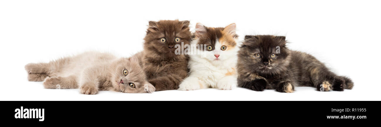 Higland straight and fold kittens lying together, looking at the camera, isolated on white Stock Photo