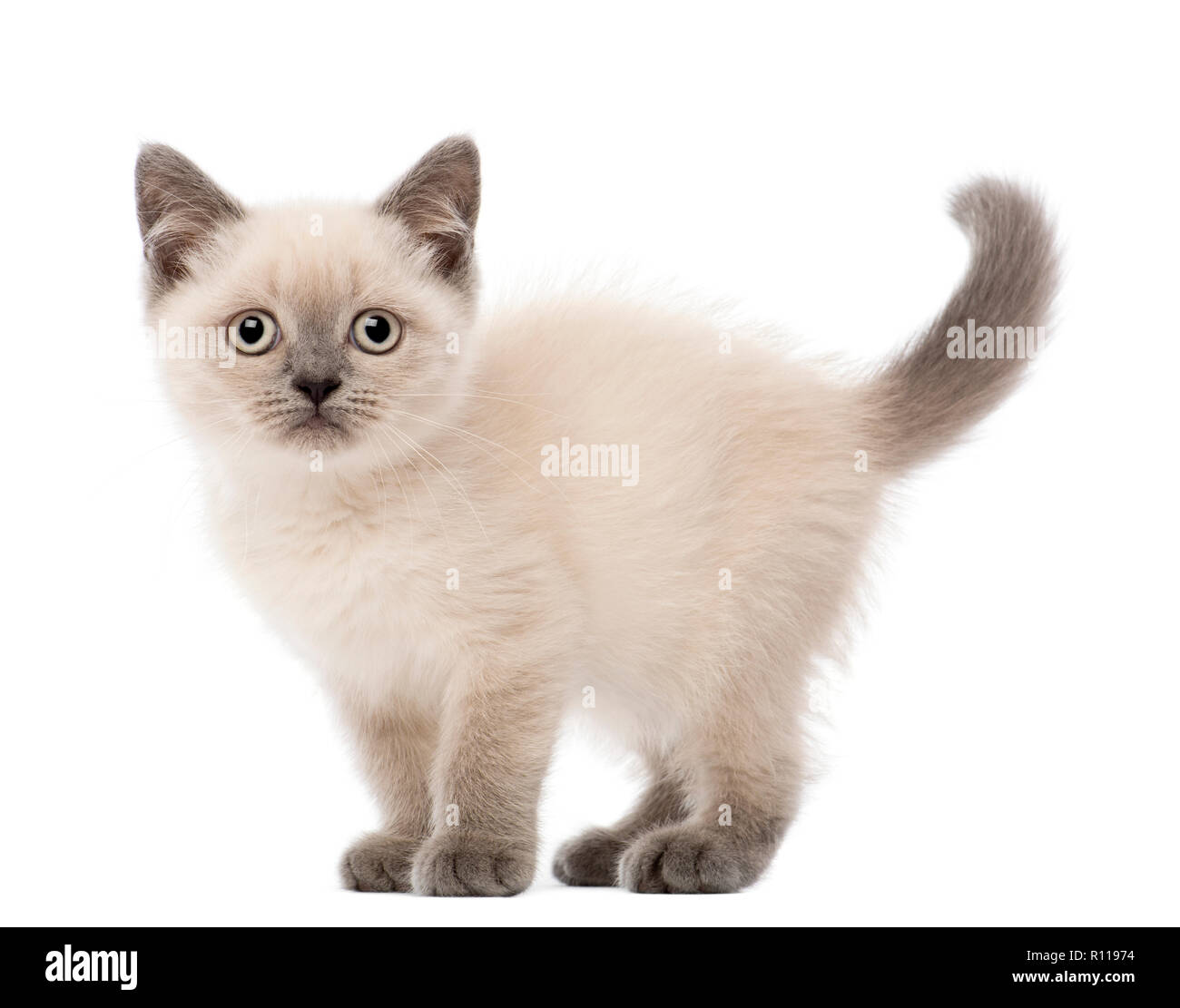Portrait Of British Shorthair Kitten 10 Weeks Old Against White