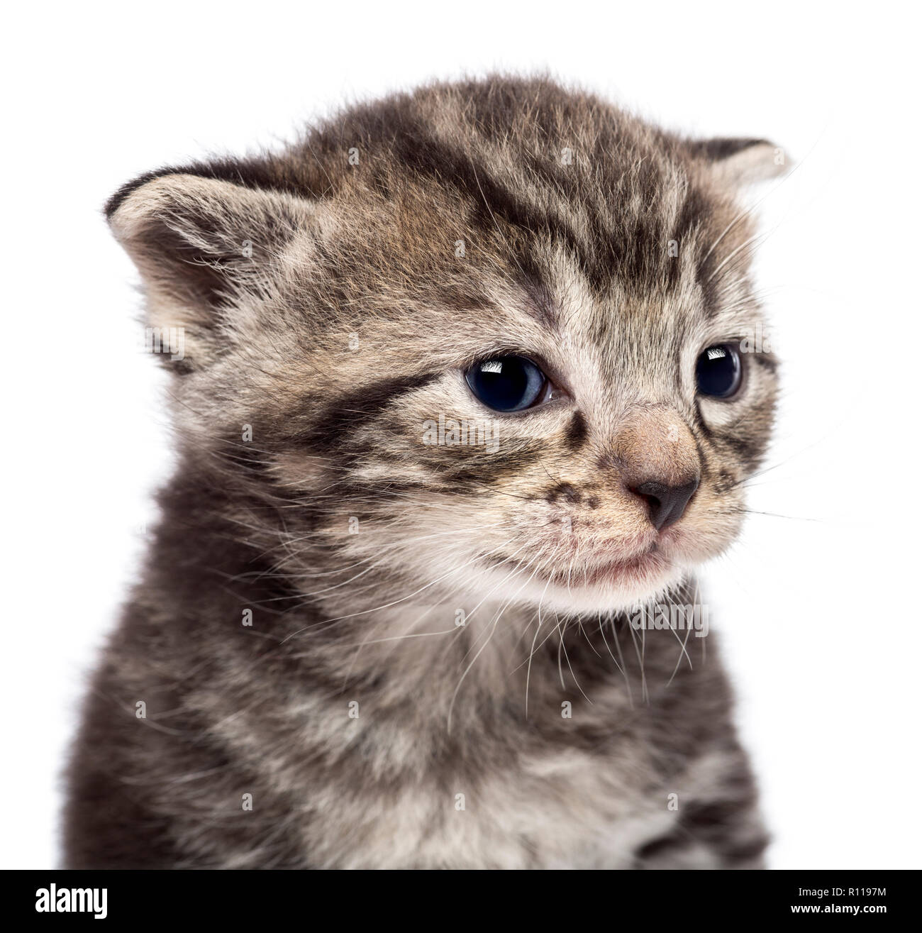 Close-up of kitten against white background Stock Photo