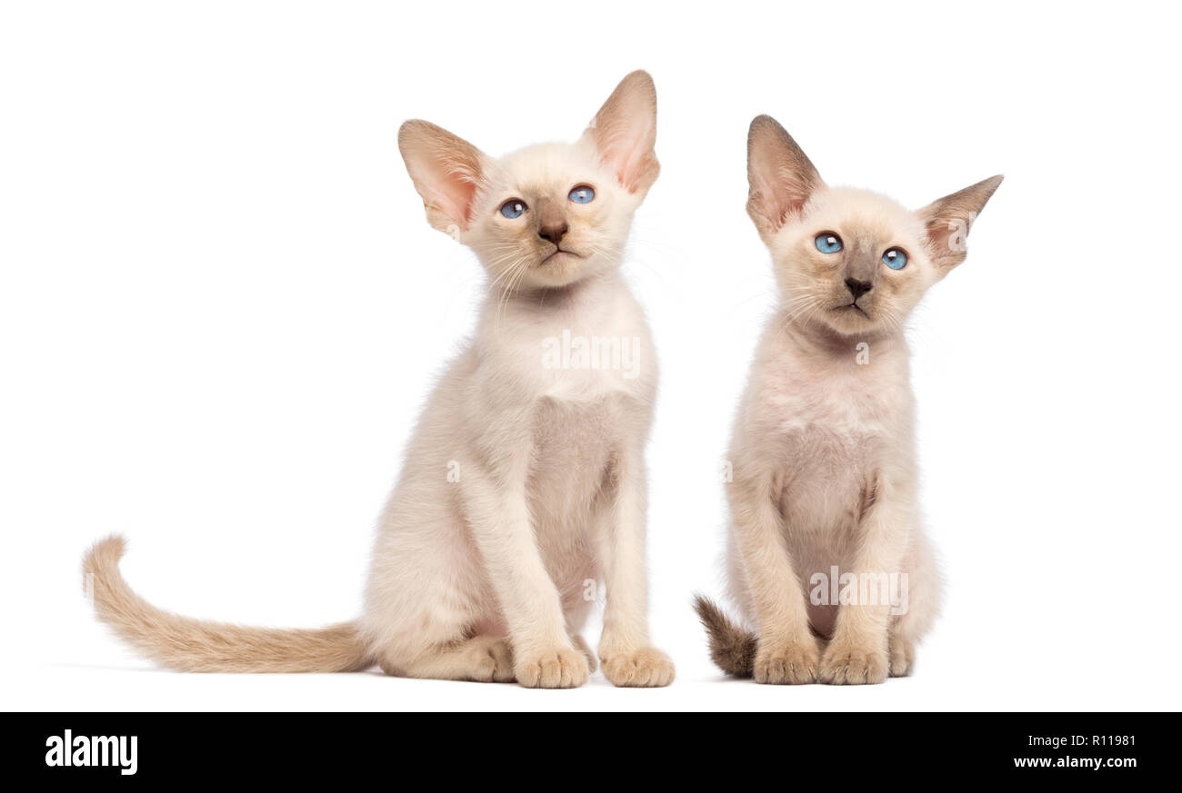 Two Oriental Shorthair Kittens Sitting And Looking Away Against