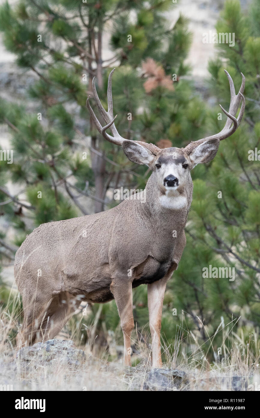 Mule Deer Buck (Odocoileus hemionus), North America Stock Photo