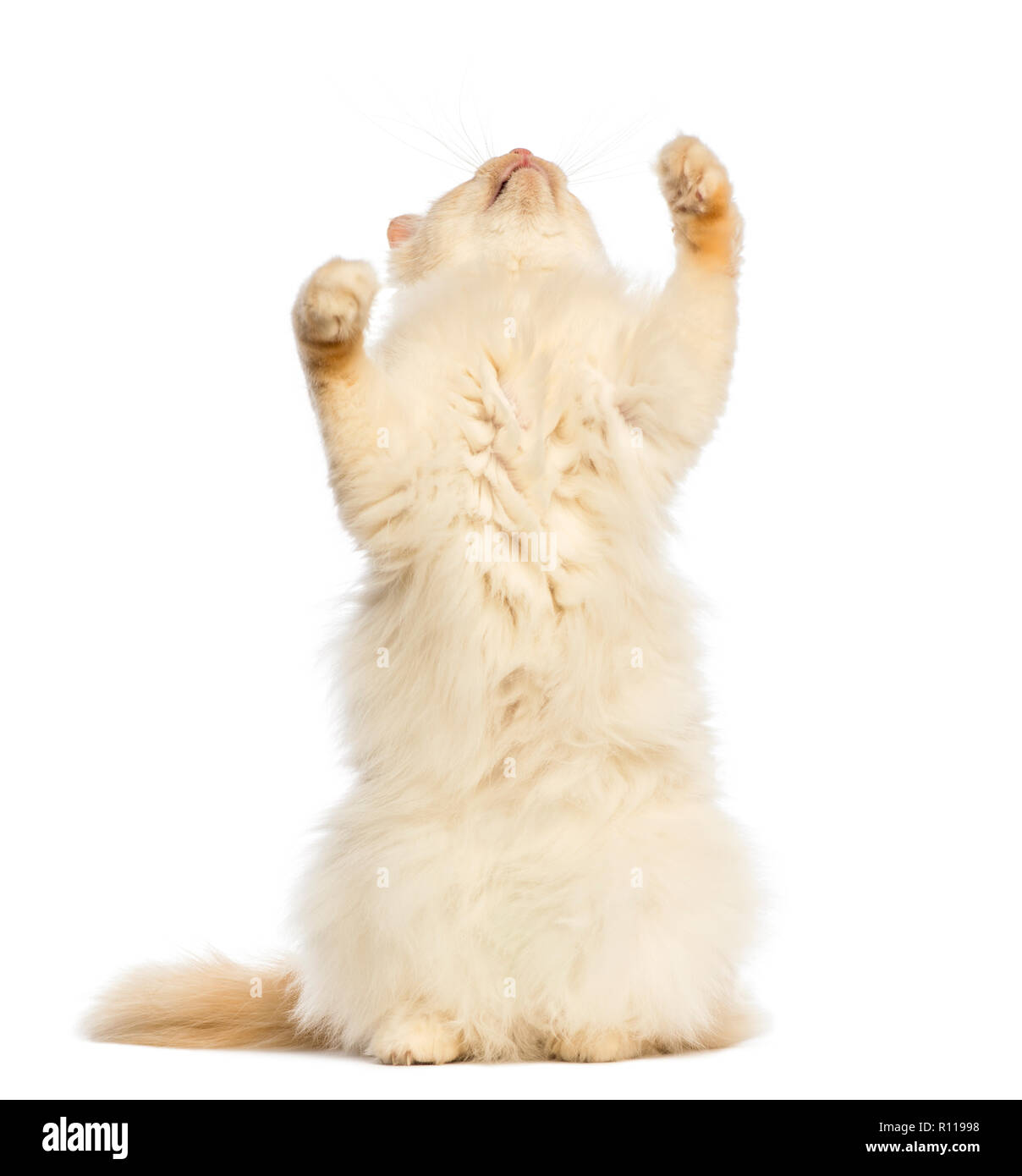 Birman standing on hind legs and reaching against white background Stock Photo
