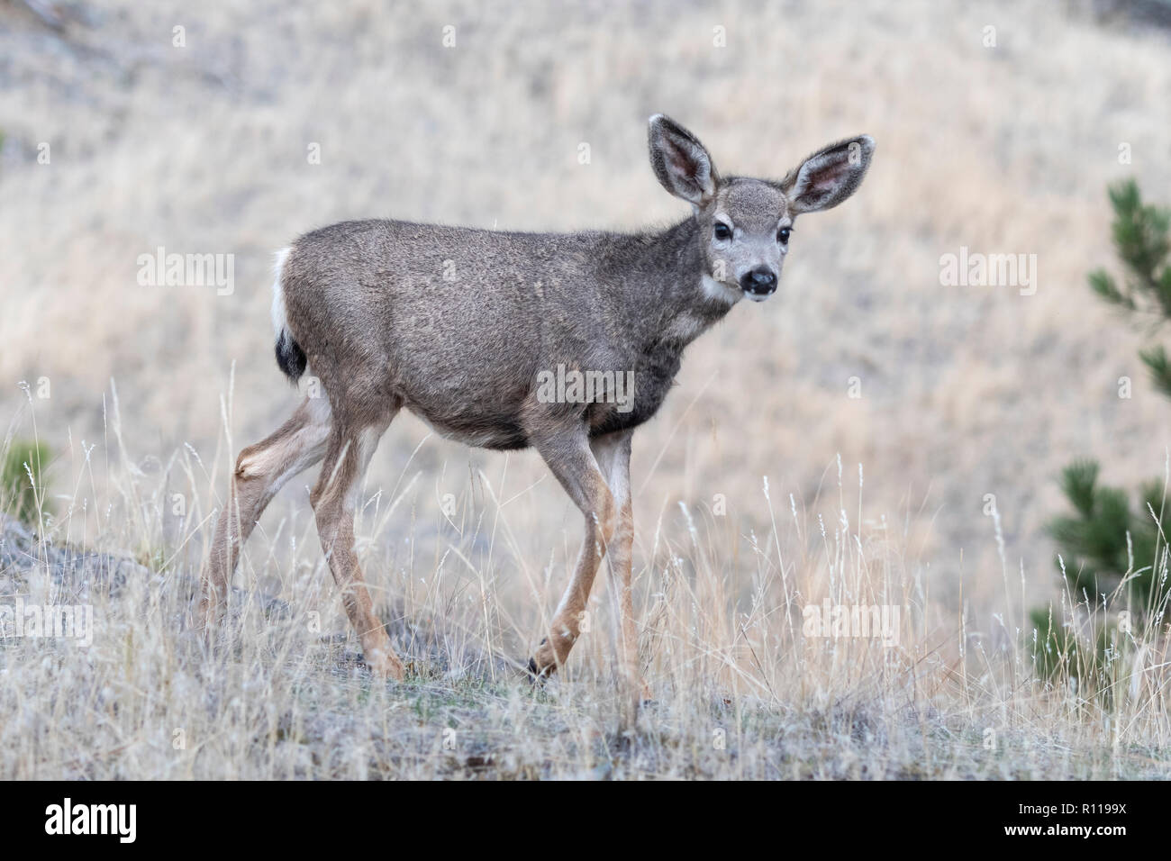 Mule Deer Fawn (Odocoileus hemionus), North America Stock Photo