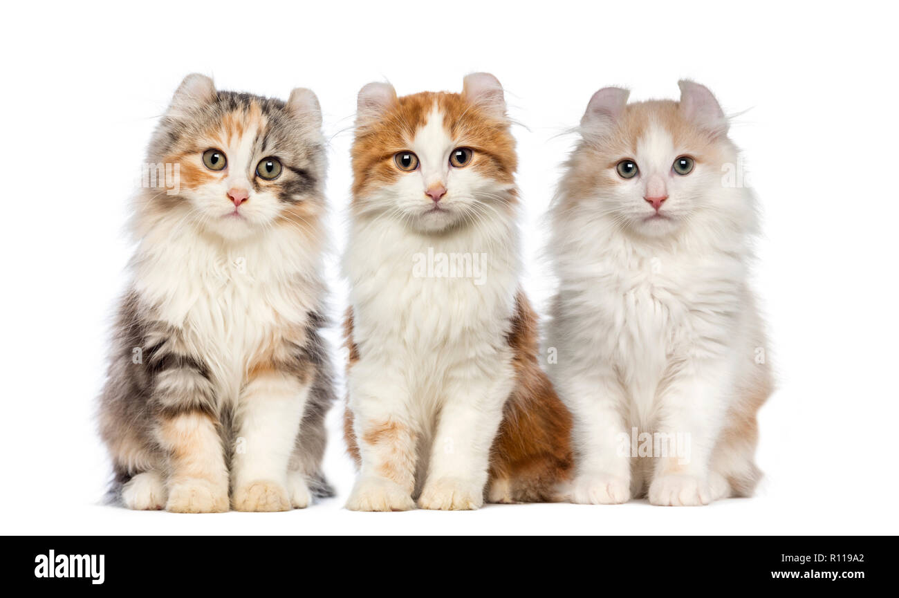 Group of Kittens Stock Photo Alamy