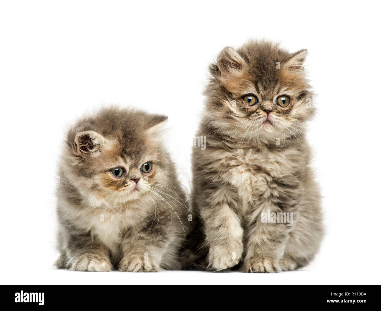 Persian kittens, 10 weeks old, isolated on white Stock Photo
