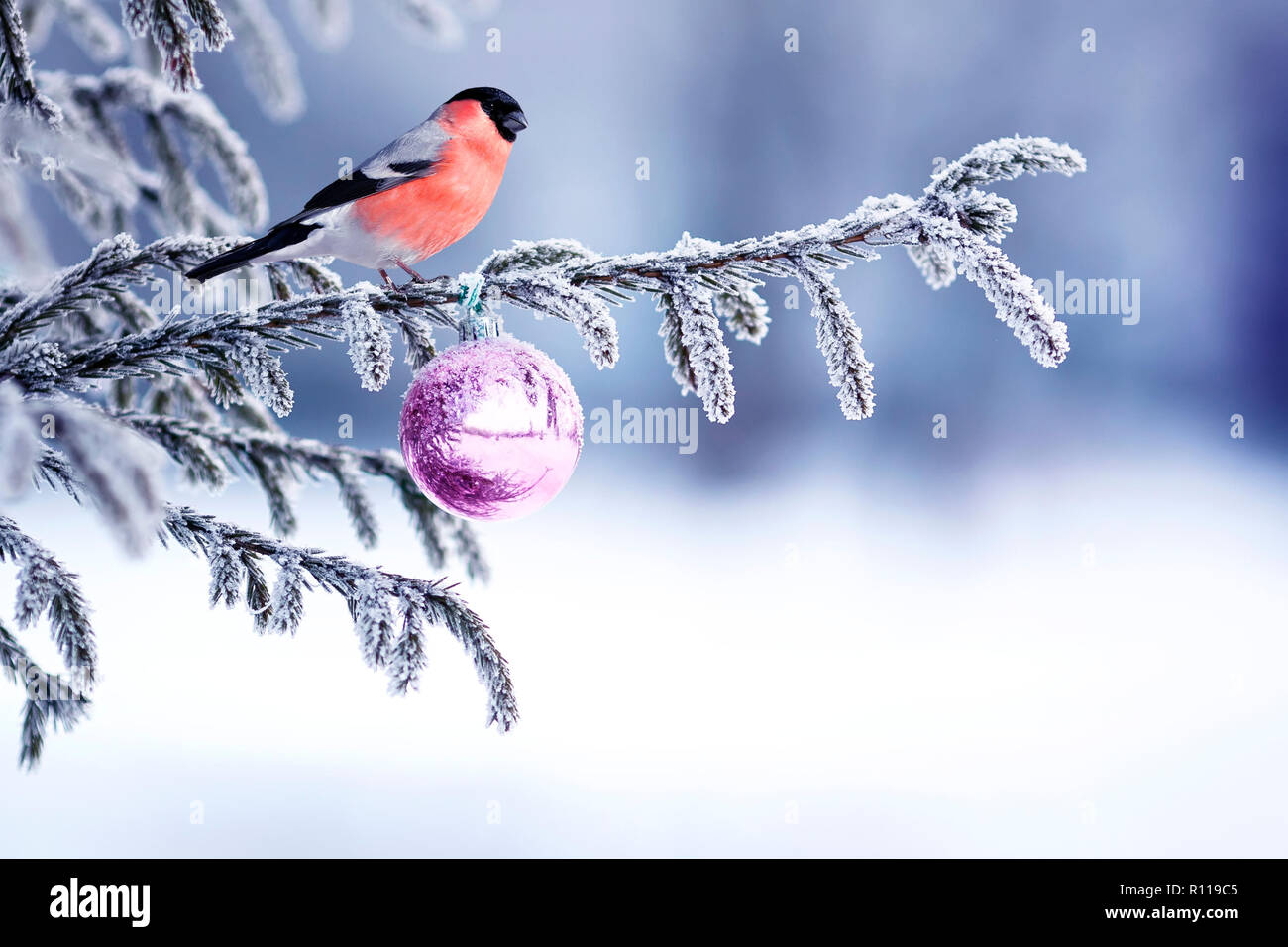 Natural Winter Background With A Beautiful Bird Red Bullfinch Sitting On A Christmas Tree With Shiny Hoarfrost And Festive Decoration With A Glass Bal Stock Photo Alamy