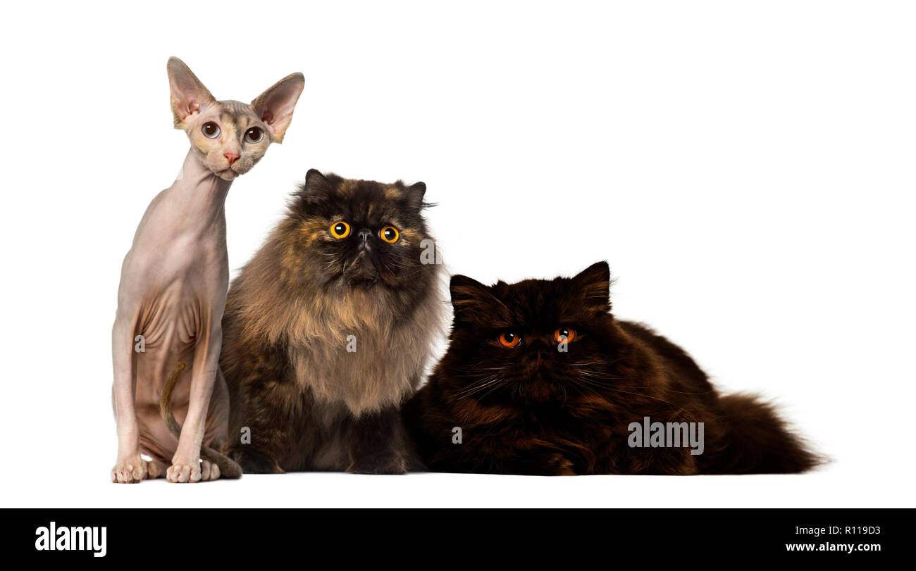 Hairless Cats High Resolution Stock Photography and Images Alamy