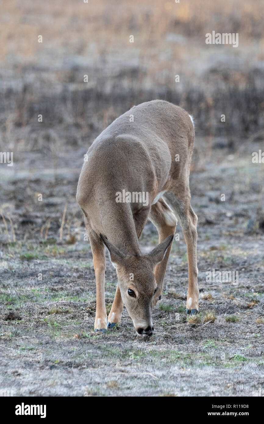 A white-tailed deer doe (Odocoileus virginianus) browses in a newly burned grassland area, Montana Stock Photo