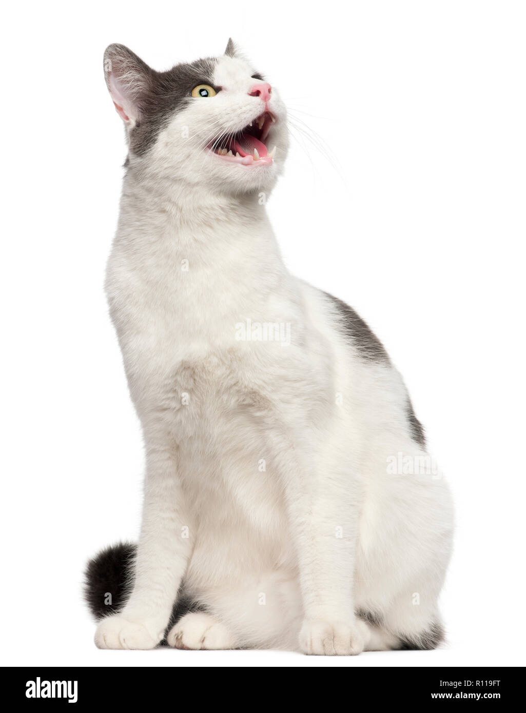 Cat hissing in front of white background Stock Photo - Alamy