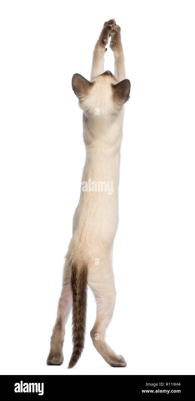 Oriental Shorthair kitten, 9 weeks old, standing on hind legs and reaching against white background Stock Photo