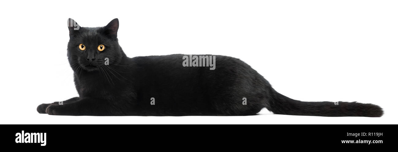 Black cat lying and looking at the camera, isolated on white Stock ...
