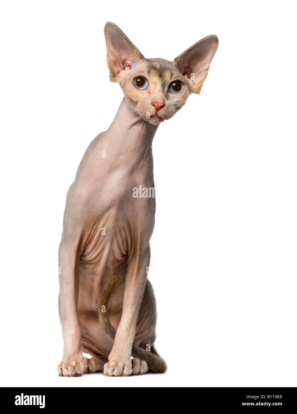 Sphynx Cat Clothing  Hairless Hipsters – Hairless Hipsters LLC.