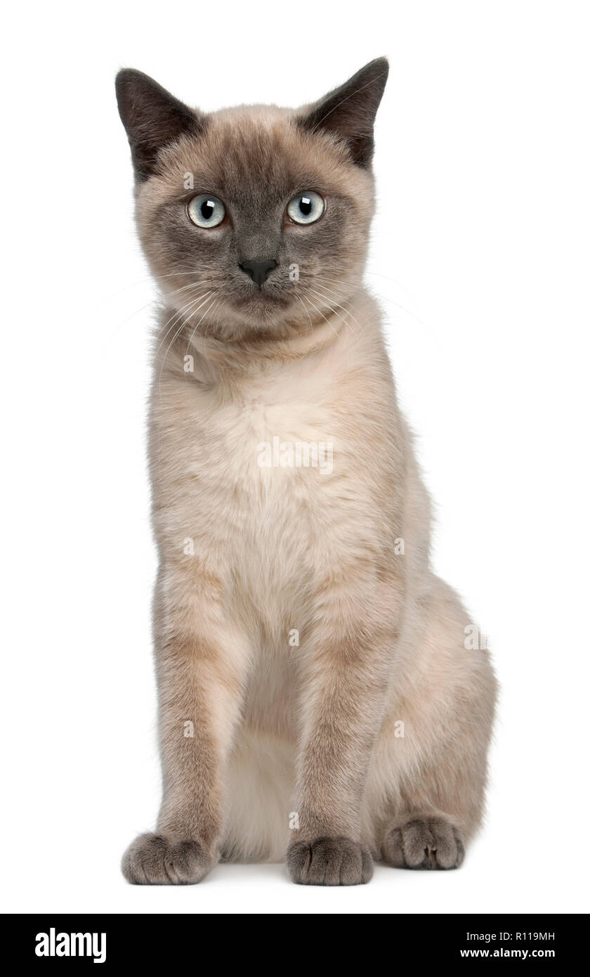 6 month old store siamese kitten