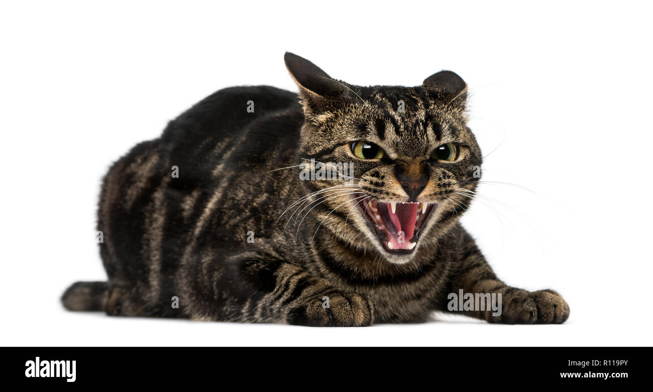 Cute angry cat hissing No. Sticker by StockPhotosArt Com - Pixels