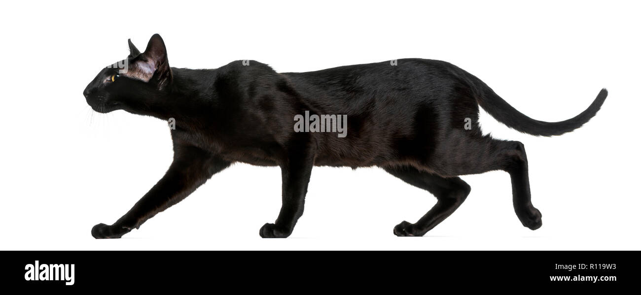 Black Oriental Shorthair Cat Stock Photos Black Oriental