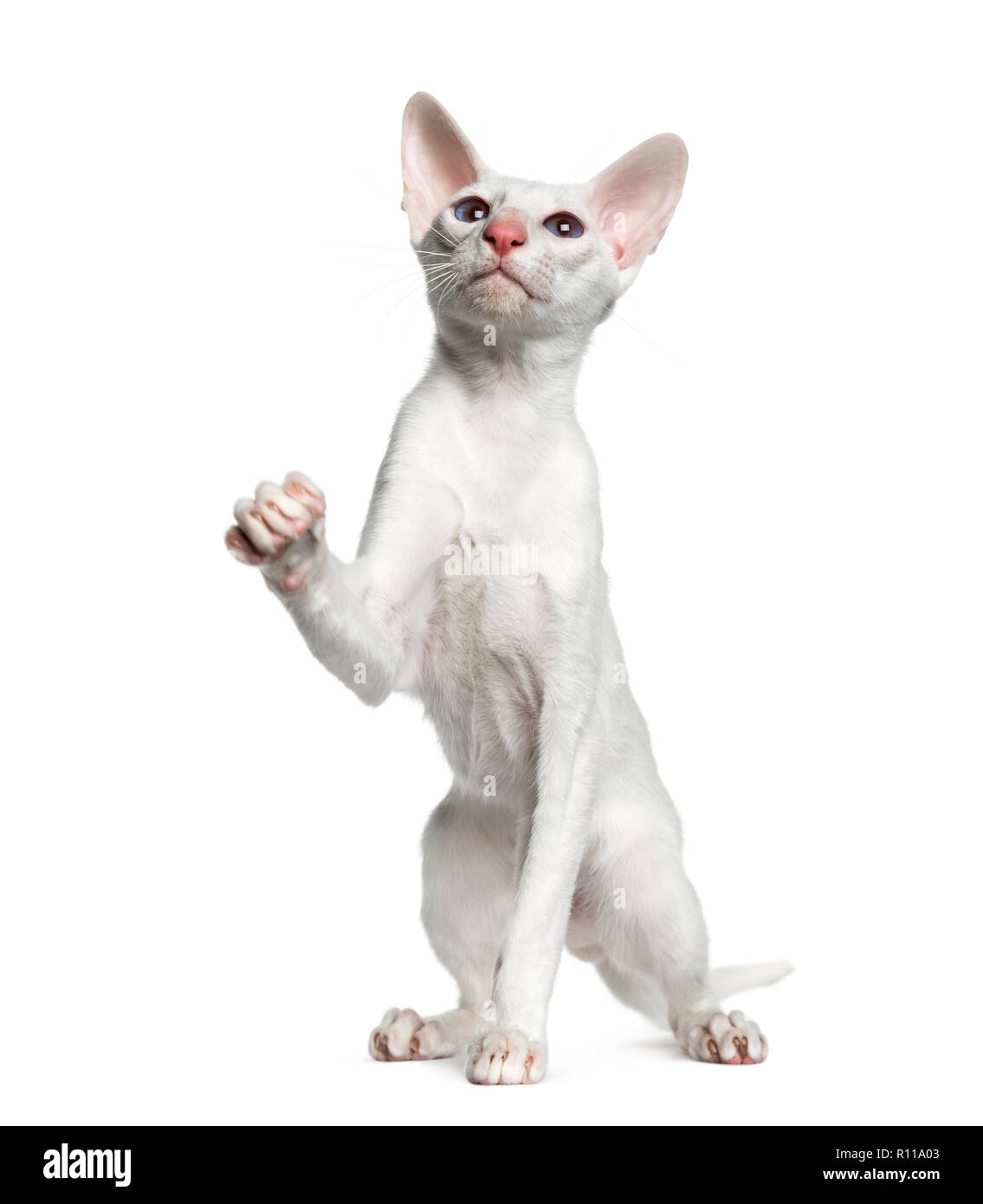Oriental Shorthair Isolated On White 6 Months Old Stock Photo