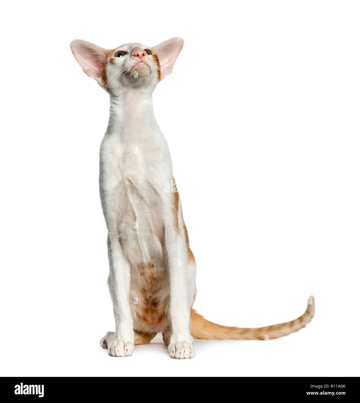 Oriental Shorthair Sitting Isolated On White 8 Months Old Stock